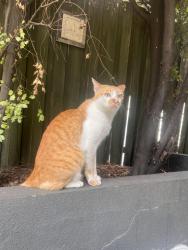 Reunited Male Cat last seen Near the Bunnings on Gaffney Street and Williams Road, Coburg, VIC 3058