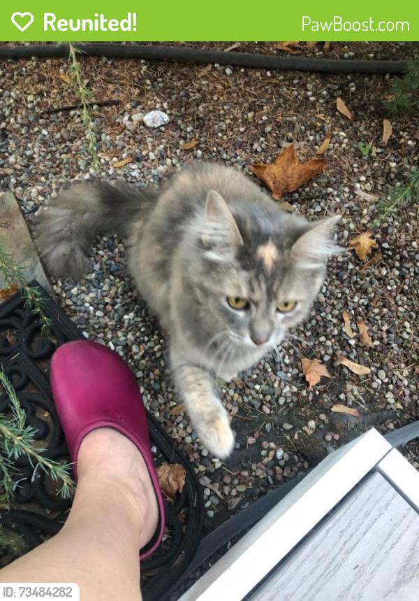 Reunited Female Cat last seen Stampede Blvd NW & Tracyton Blvd NW, Kitsap County, WA 98311