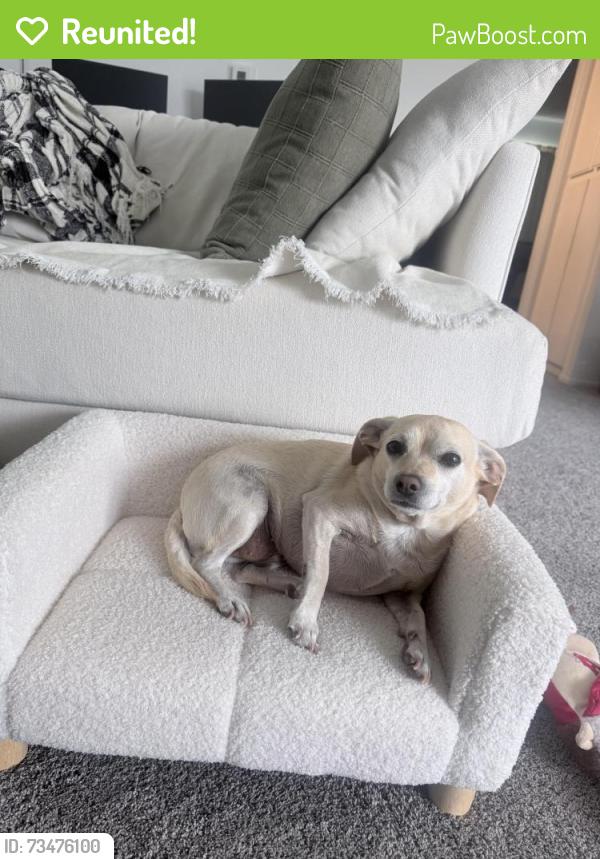 Reunited Female Cat last seen Lincoln and Tustin, Orange, CA 92865