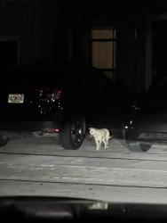 Reunited Female Dog last seen In Silver Plams on SW 114th Place between Sw 236th & 238th Street, Homestead, FL 33032