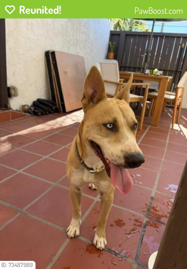 Reunited Male Dog last seen Hickory, Escondido, CA 92025