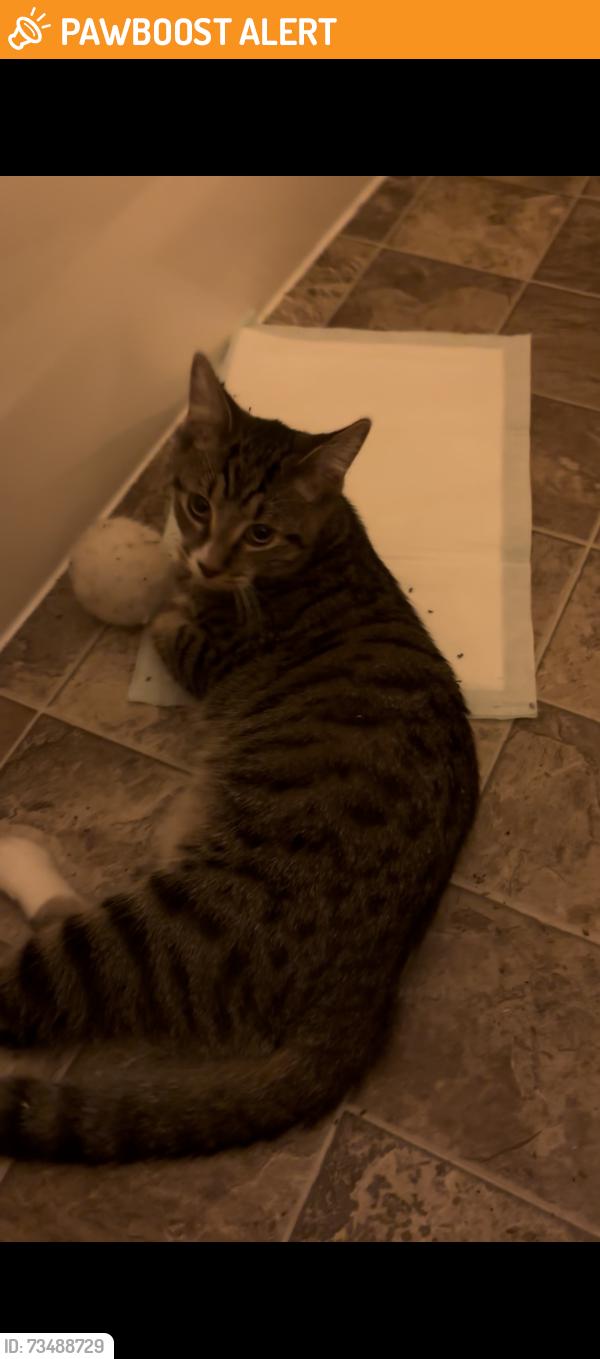 Found/Stray Male Cat last seen near the church and in parking lot by heights theater, Columbia Heights, MN 55421