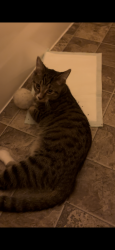 Found/Stray Male Cat last seen near the church and in parking lot by heights theater, Columbia Heights, MN 55421