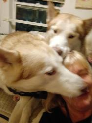 Reunited Male Dog last seen Keyes Ave, San Jose, CA 95112