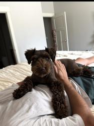 Reunited Male Dog last seen JC Park, American Fork, UT 84003