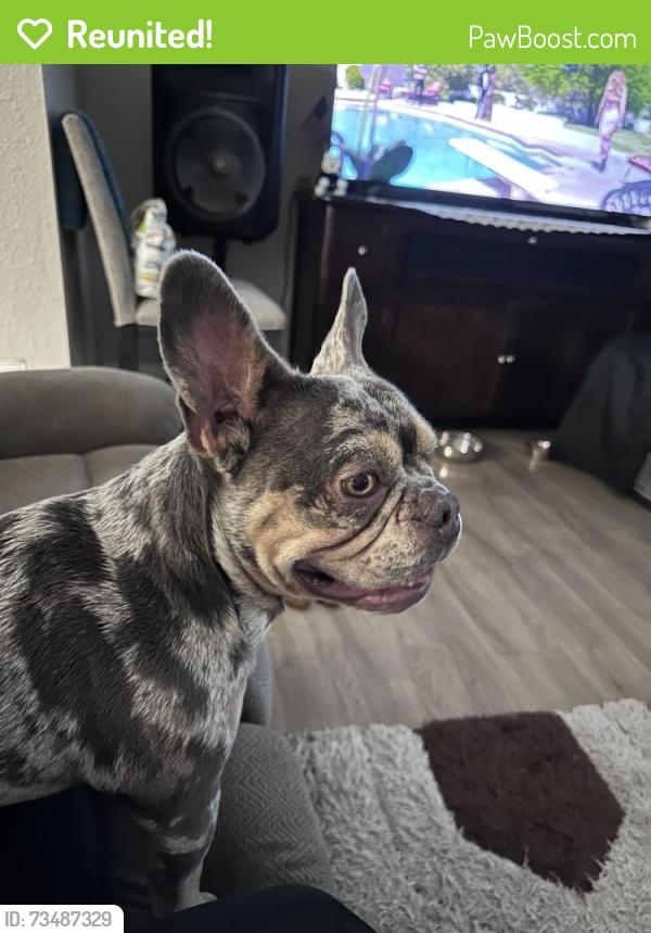 Reunited Male Dog last seen Near Montgomery ave, Pensacola, FL 32526