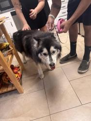 Found/Stray Male Dog last seen Murrieta and ridgemoor rd, Menifee, CA 92586