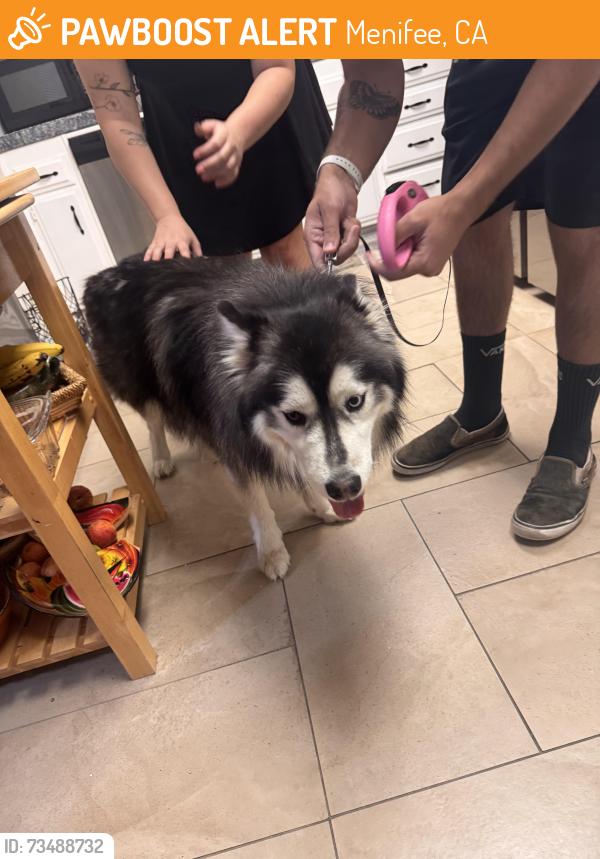 Found/Stray Male Dog last seen Murrieta and ridgemoor rd, Menifee, CA 92586