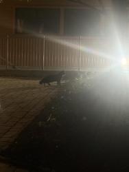 Found/Stray Unknown Cat last seen Bay state road, Cambridge, MA 02138