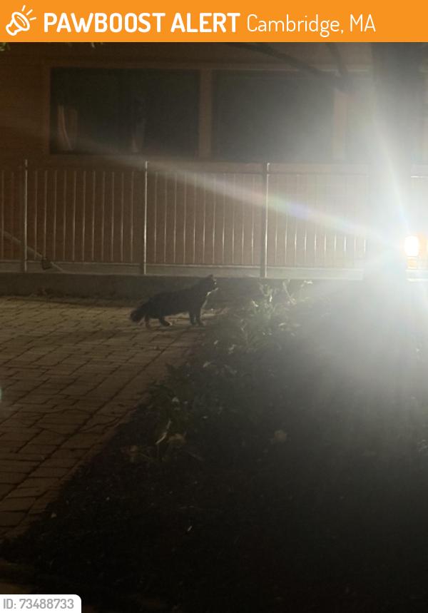 Found/Stray Unknown Cat last seen Bay state road, Cambridge, MA 02138