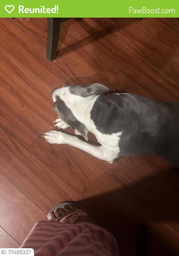 Reunited Female Dog last seen 59th and Pine St, Philadelphia, PA 19143