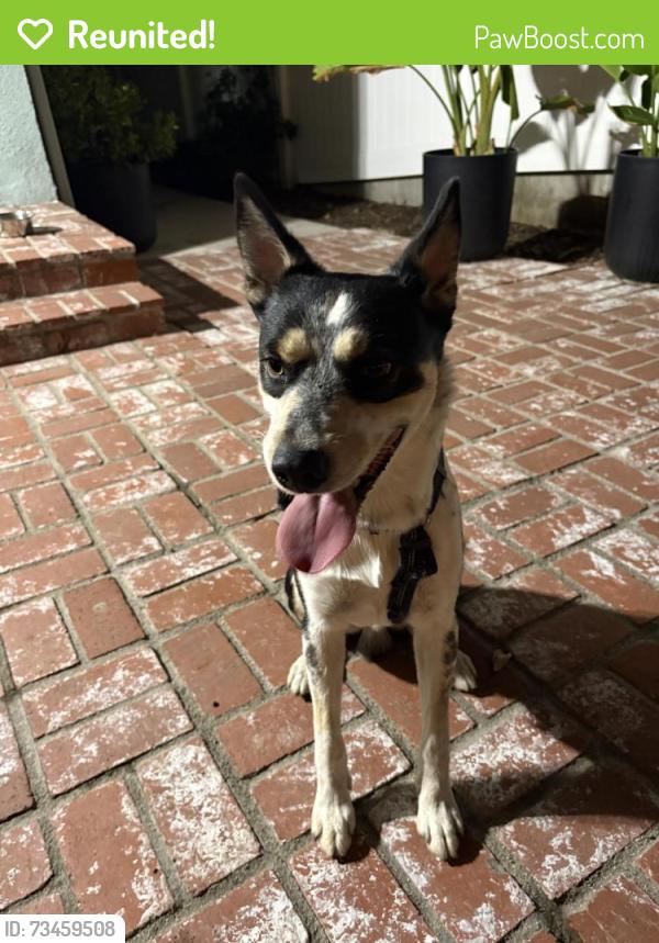 Reunited Male Dog last seen Reforma and Cass Ave in Woodland Hills, Los Angeles, CA 91364
