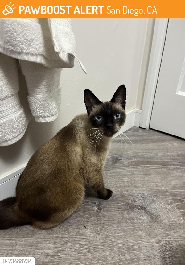 Found/Stray Female Cat last seen Carla Way, San Diego, CA 92037