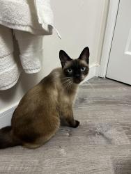 Found/Stray Female Cat last seen Carla Way, San Diego, CA 92037