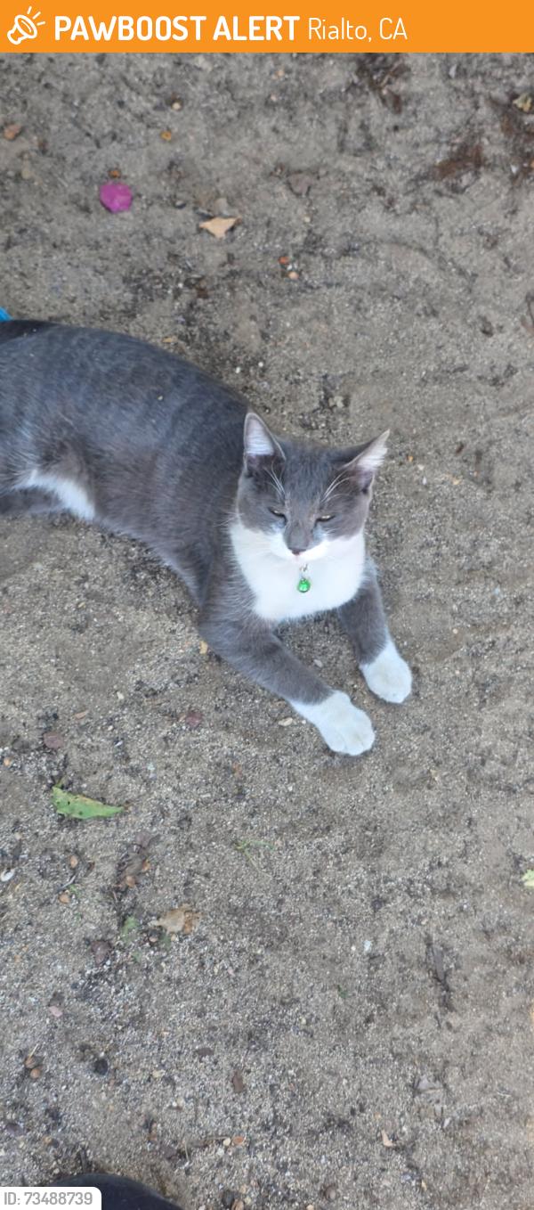 Found/Stray Unknown Cat last seen Rialto, Rialto, CA 92376