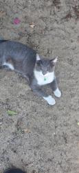 Found/Stray Unknown Cat last seen Rialto, Rialto, CA 92376
