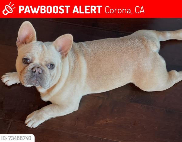 Lost Male Dog last seen Masters and Nelson, Corona, CA 92881