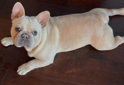 Lost Male Dog last seen Masters and Nelson, Corona, CA 92881