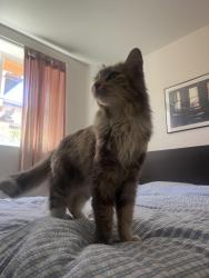 Reunited Female Cat last seen Near Baldwin st, Los Angeles, CA 90031
