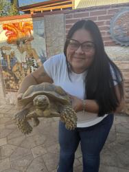 Lost Male Reptile last seen Tujunga saticoy, Los Angeles, CA 91605