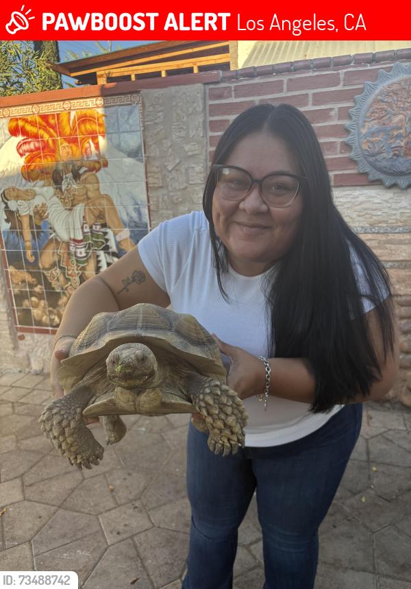 Lost Male Reptile last seen Tujunga saticoy, Los Angeles, CA 91605