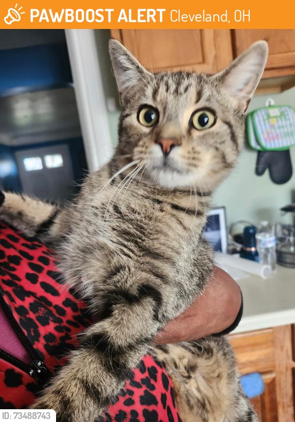Found/Stray Male Cat last seen Invermere, Cleveland, OH 44110