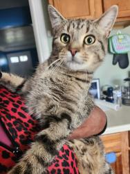Found/Stray Male Cat last seen Invermere, Cleveland, OH 44110