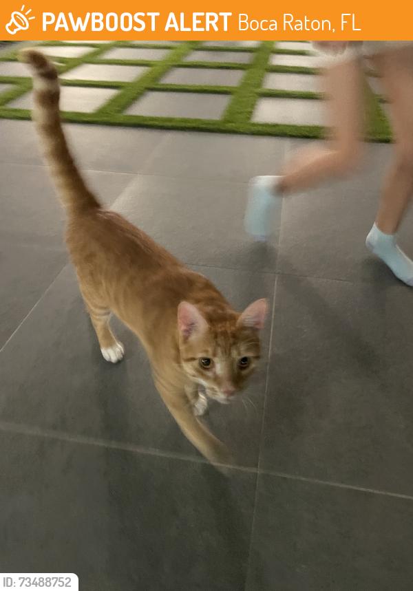 Found/Stray Unknown Cat last seen Dover Street, Boca Raton, FL 33487