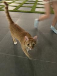 Found/Stray Unknown Cat last seen Dover Street, Boca Raton, FL 33487
