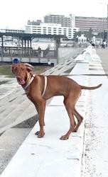 Reunited Female Dog last seen Near Clear Creek, Blanco, TX 78606