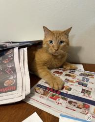 Reunited Male Cat last seen 16th Ave SW, Rochester, MN 55904