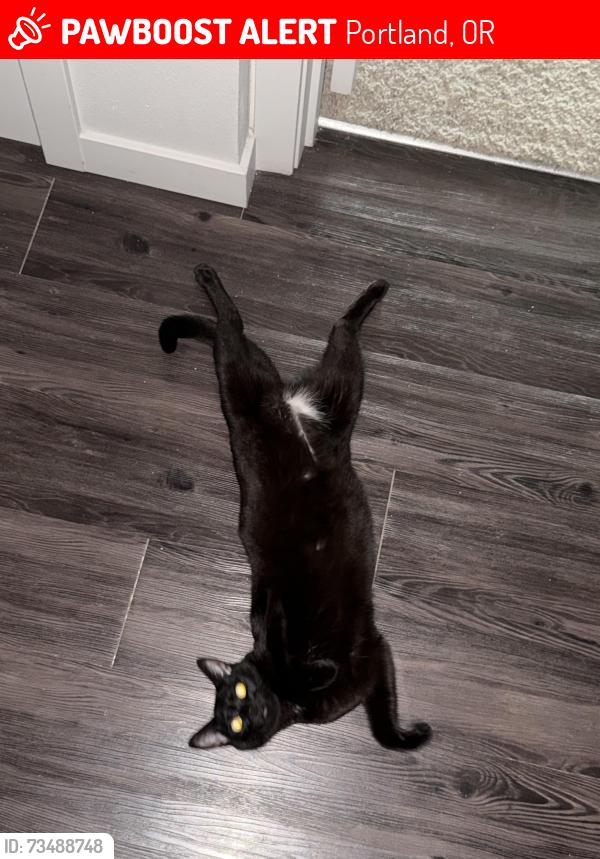 Lost Female Cat last seen GLISAN and 172nd ave, Portland, OR 97230