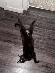 Lost Female Cat last seen GLISAN and 172nd ave, Portland, OR 97230