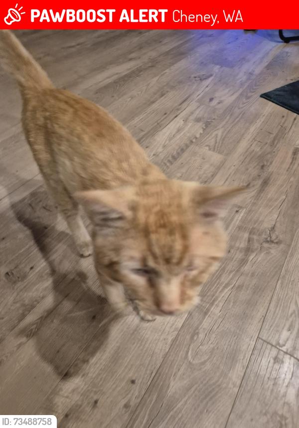 Lost Male Cat last seen Kite street, Cheney, WA 99004