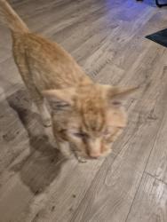 Lost Male Cat last seen Kite street, Cheney, WA 99004