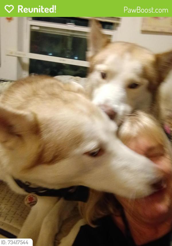 Reunited Male Dog last seen Keyes Ave, San Jose, CA 95112