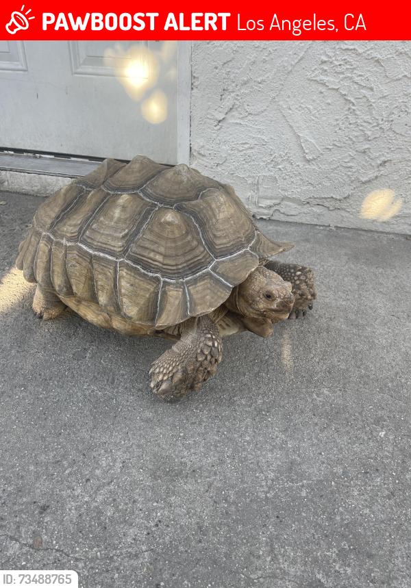 Lost Male Reptile last seen Runnymede Street, Los Angeles, CA 91352