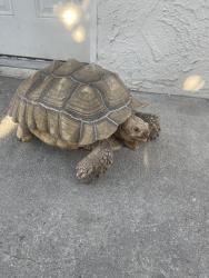 Lost Male Reptile last seen Runnymede Street, Los Angeles, CA 91352