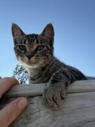 Lost Female Cat last seen 370th and Hwy 92, Carson, IA 51525