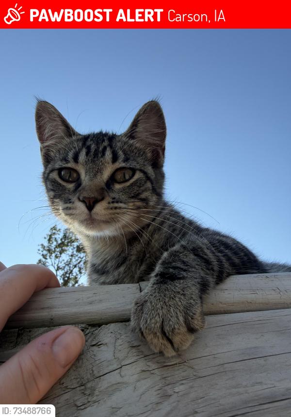 Lost Female Cat last seen 370th and Hwy 92, Carson, IA 51525