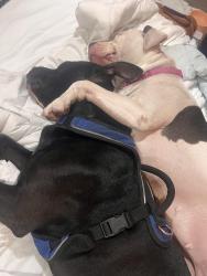 Lost Male Dog last seen 17th Ave and Indian school, Phoenix, AZ 85015
