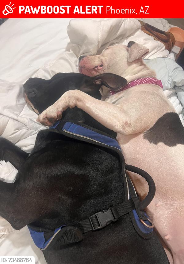 Lost Male Dog last seen 17th Ave and Indian school, Phoenix, AZ 85015
