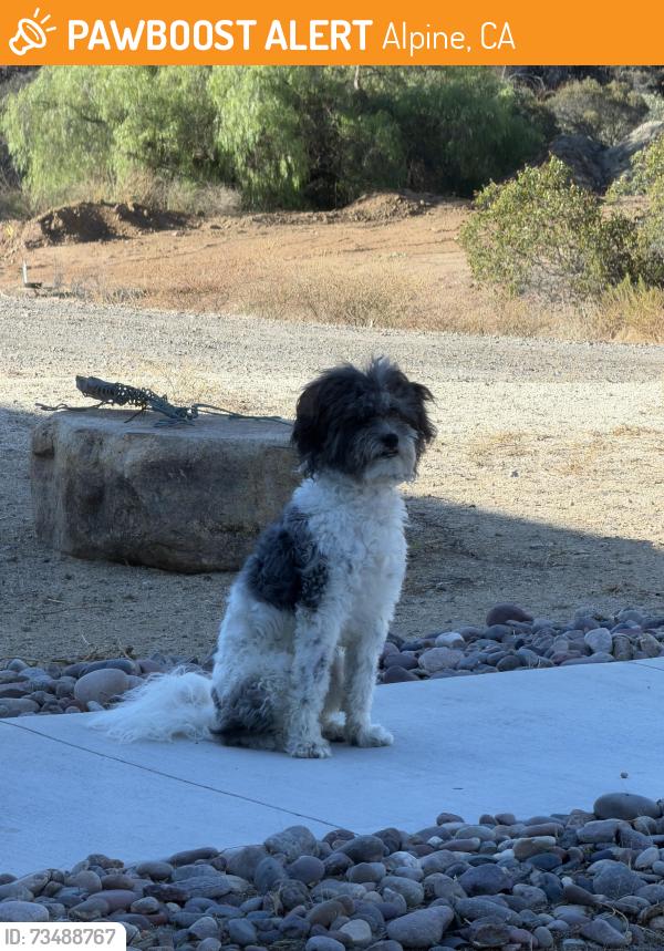 Found/Stray Male Dog last seen Loveland Resevoir, Alpine, CA 92019