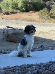 Found/Stray Male Dog last seen Loveland Resevoir, Alpine, CA 92019