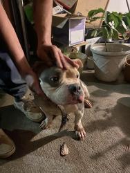 Found/Stray Unknown Dog last seen S. Hairston/Covington Hwy neighborhood, Stone Mountain, GA 30083