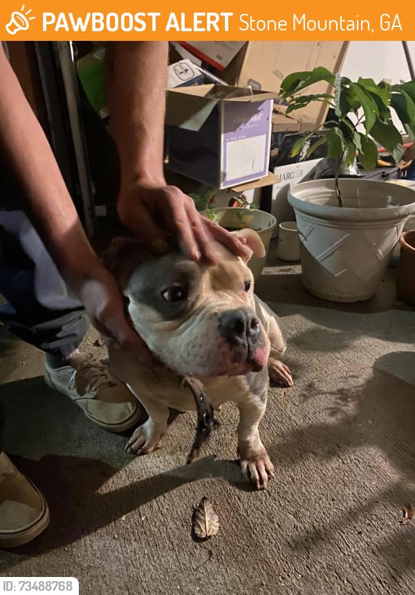 Found/Stray Unknown Dog last seen S. Hairston/Covington Hwy neighborhood, Stone Mountain, GA 30083