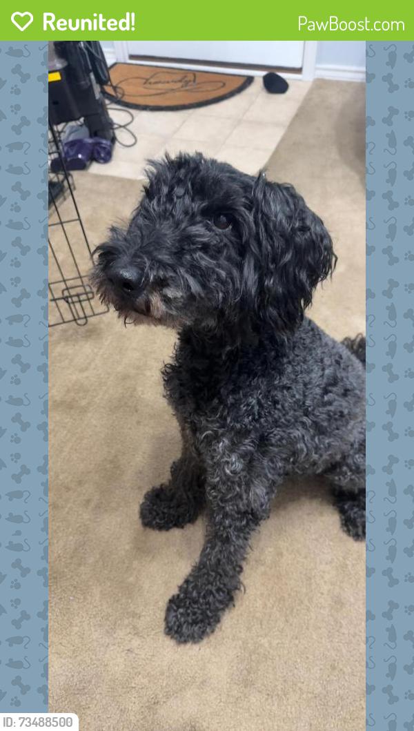 Reunited Male Dog last seen Abbey Rd, McKinney, TX 75072