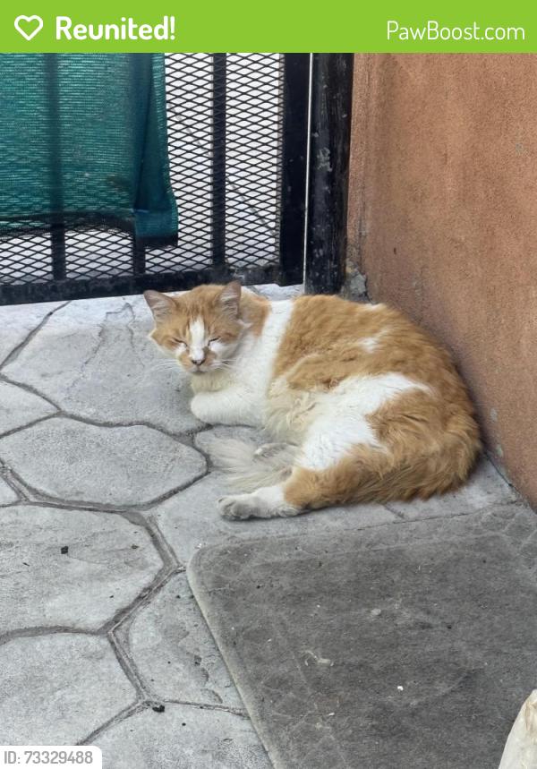 Reunited Male Cat last seen Near 1/2 S Kern Ave, Los Angeles, CA 90022, USA, Los Angeles, CA 90022