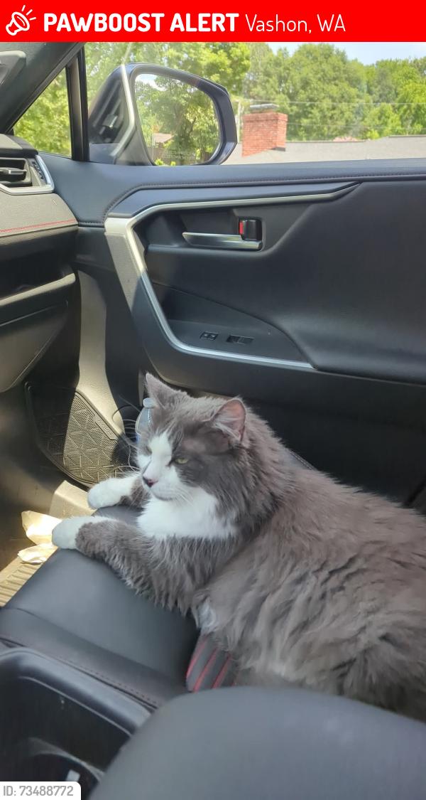 Lost Male Cat last seen Vashon, Vashon, WA 98070