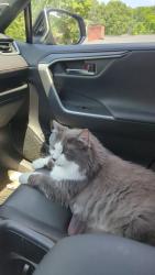 Lost Male Cat last seen Vashon, Vashon, WA 98070